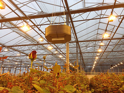 Aquamar UV-deken in rozenkas