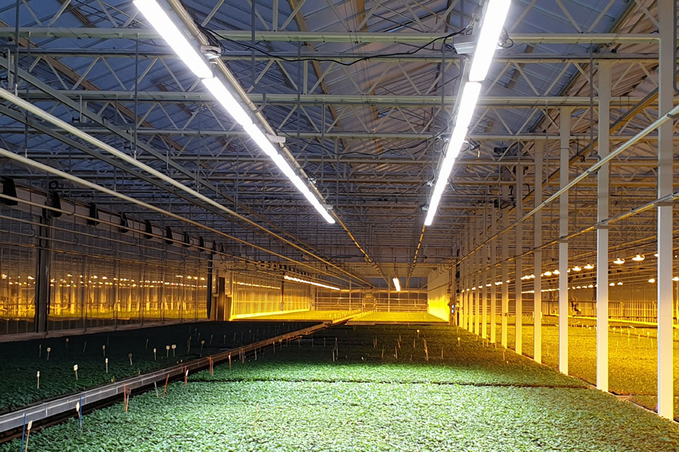 Assimilatieverlichting in kas