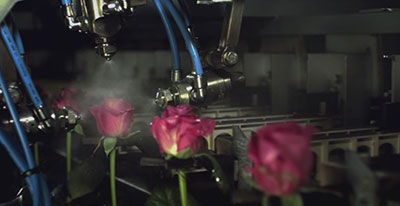 Liquidseal neveldouche bij rozen
