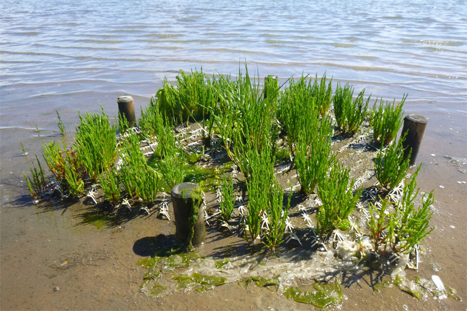 BESE elements met begroeiing in een kwelder