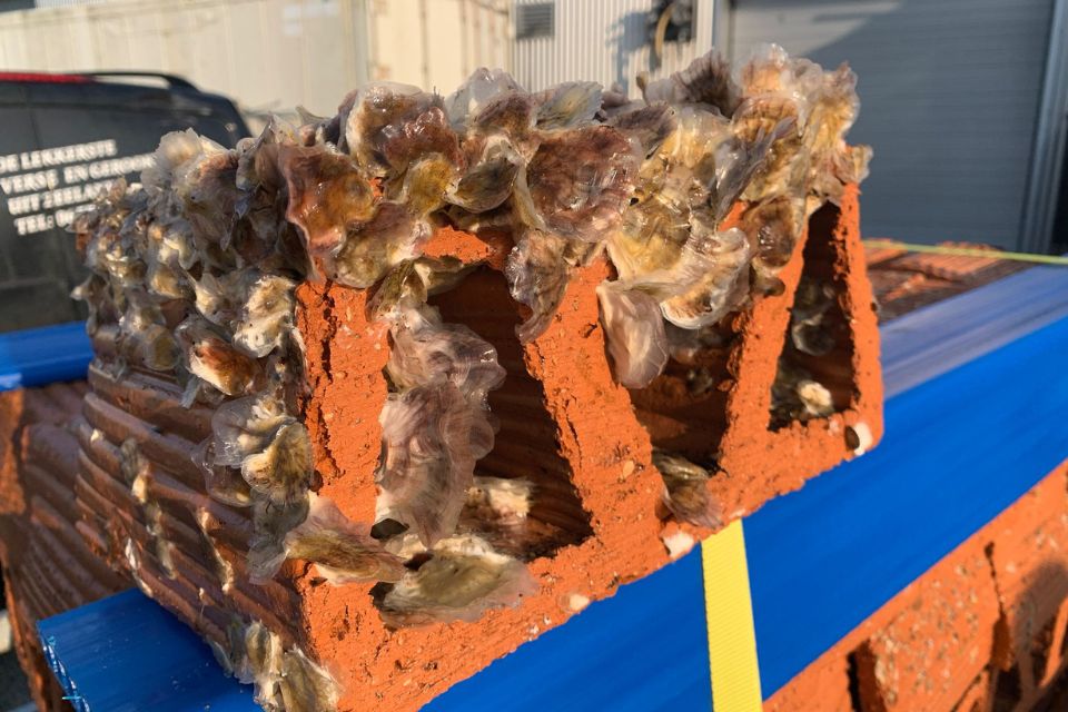 Oyster Heaven - Mother Reef klei substraat
