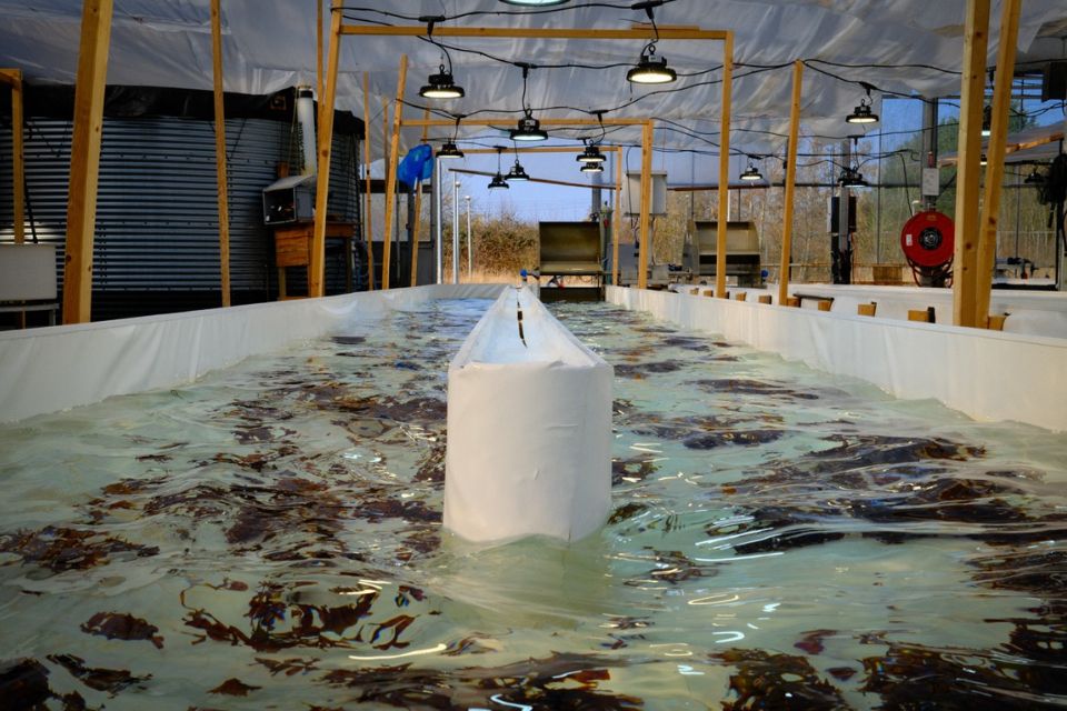 Seaweedland - Zeewier cultivatie op land