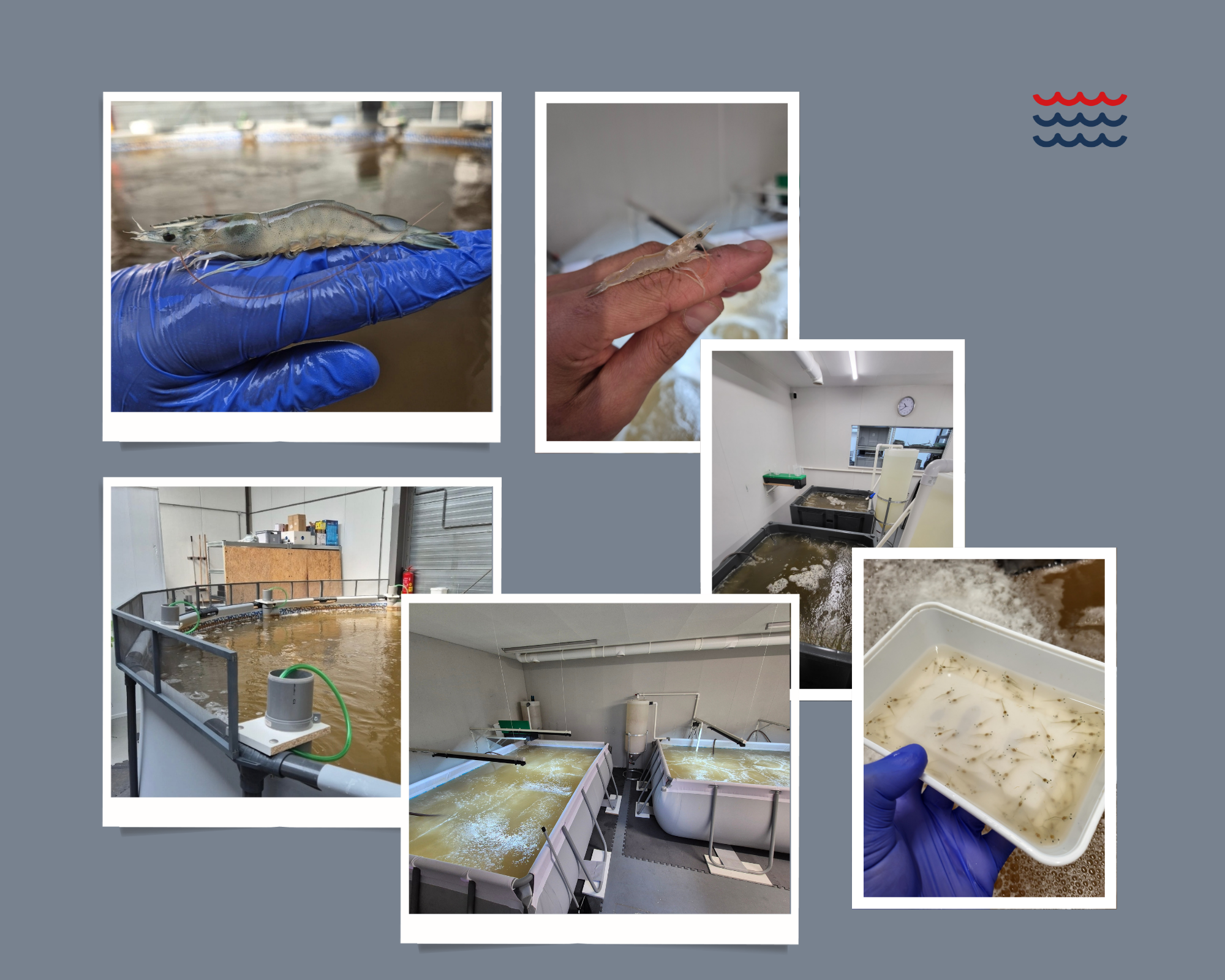 Dutch Vannamei  - Zero Waste Shrimp Farm